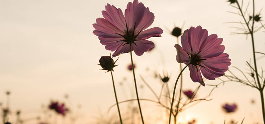 Sommerwiese im Abendrot im Waldpiraten-Camp